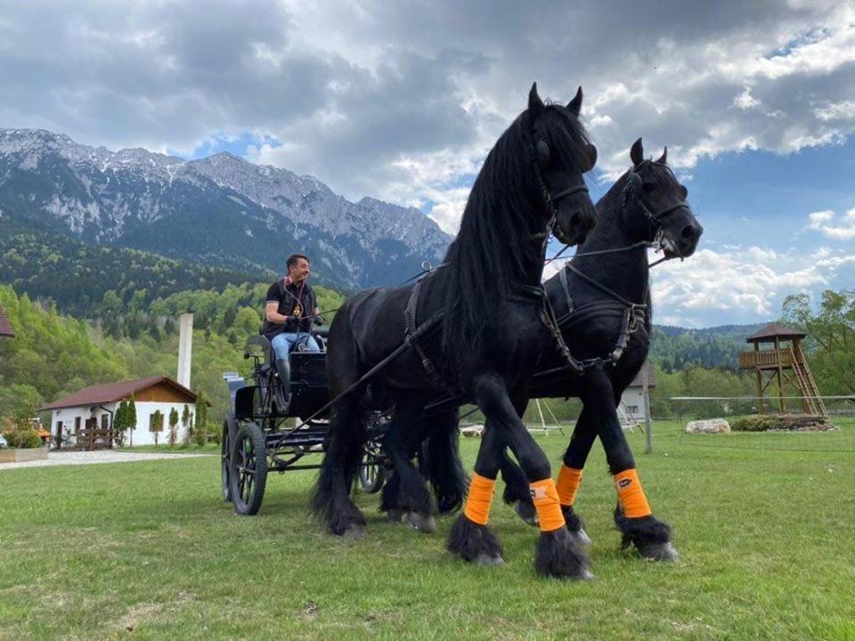 Hébergement de vacances Aroa Mountain Zărneşti